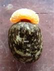  Seed